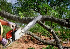 Milton, PA Tree Removal Company