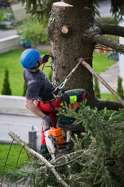 How Our Tree Care Process Works  in  Milton, PA